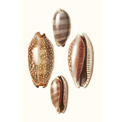 Lamarck Shells II Black Modern Wood Framed Art Print with Double Matting by Lamarck