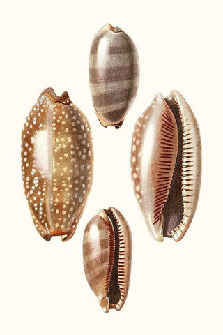 Lamarck Shells II White Modern Wood Framed Art Print with Double Matting by Lamarck