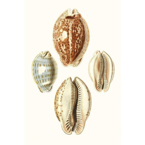 Lamarck Shells III Black Modern Wood Framed Art Print by Lamarck