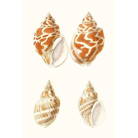 Lamarck Shells IV White Modern Wood Framed Art Print by Lamarck