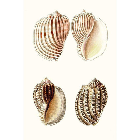 Lamarck Shells V White Modern Wood Framed Art Print by Lamarck