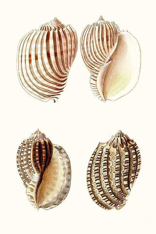 Lamarck Shells V White Modern Wood Framed Art Print with Double Matting by Lamarck