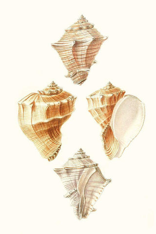 Lamarck Shells VI Black Ornate Wood Framed Art Print with Double Matting by Lamarck