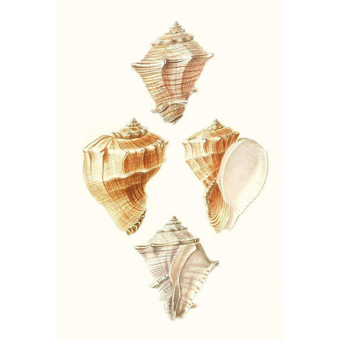 Lamarck Shells VI Gold Ornate Wood Framed Art Print with Double Matting by Lamarck