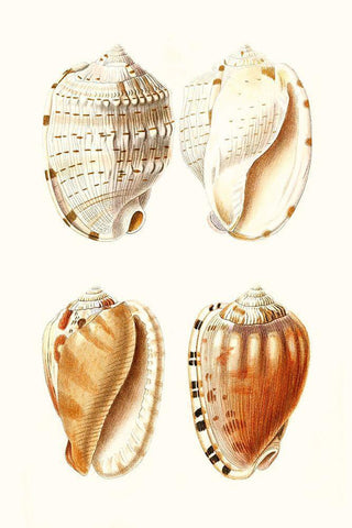 Lamarck Shells VII Black Ornate Wood Framed Art Print with Double Matting by Lamarck
