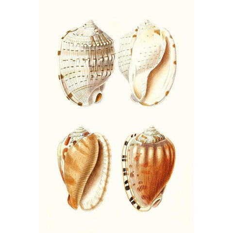 Lamarck Shells VII Black Modern Wood Framed Art Print by Lamarck