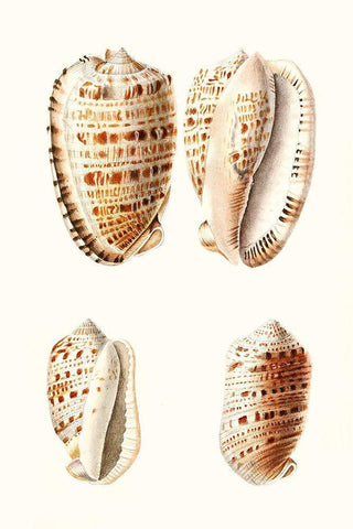 Lamarck Shells VIII Black Ornate Wood Framed Art Print with Double Matting by Lamarck