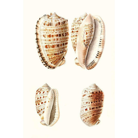 Lamarck Shells VIII Black Modern Wood Framed Art Print with Double Matting by Lamarck