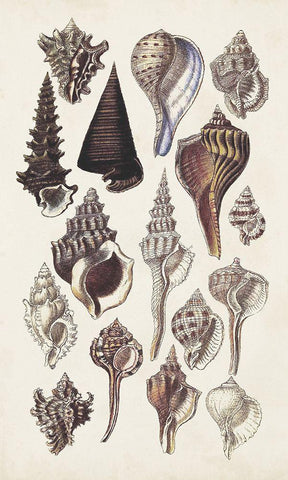 Seashell Array I White Modern Wood Framed Art Print with Double Matting by Sowerby, G.B.