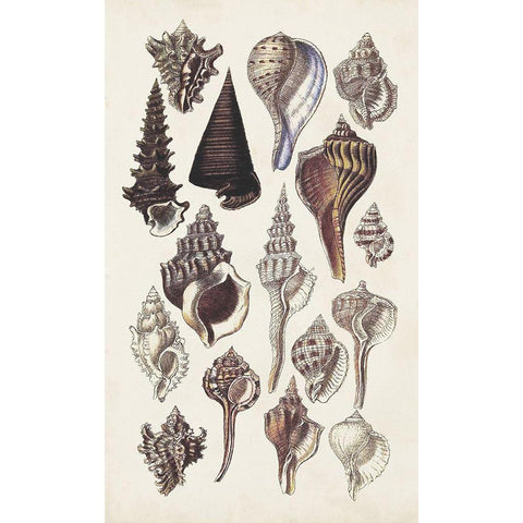 Seashell Array I Black Modern Wood Framed Art Print by Sowerby, G.B.