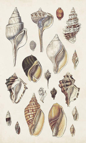 Seashell Array II White Modern Wood Framed Art Print with Double Matting by Sowerby, G.B.