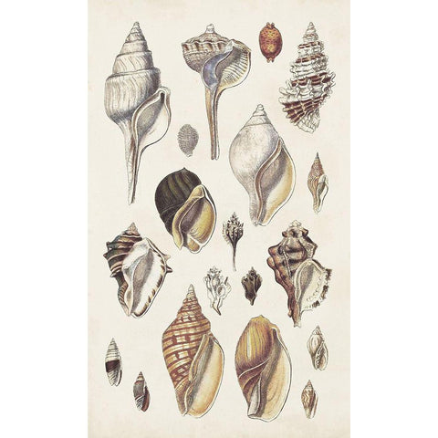 Seashell Array II Gold Ornate Wood Framed Art Print with Double Matting by Sowerby, G.B.