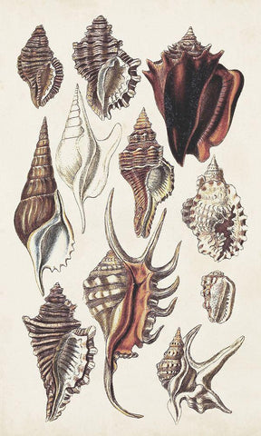 Seashell Array III Black Ornate Wood Framed Art Print with Double Matting by Sowerby, G.B.