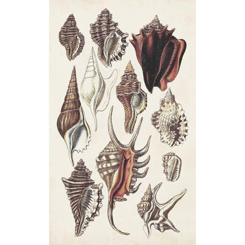 Seashell Array III White Modern Wood Framed Art Print by Sowerby, G.B.