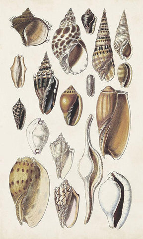 Seashell Array IV Black Ornate Wood Framed Art Print with Double Matting by Sowerby, G.B.