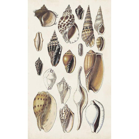 Seashell Array IV Black Modern Wood Framed Art Print with Double Matting by Sowerby, G.B.