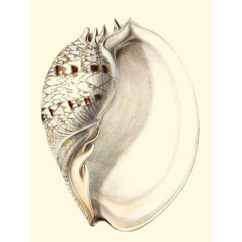 Splendid Shells I White Modern Wood Framed Art Print by Vision Studio