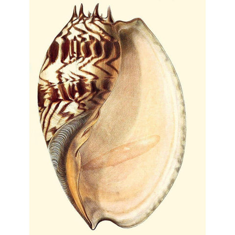 Splendid Shells II Black Modern Wood Framed Art Print with Double Matting by Vision Studio