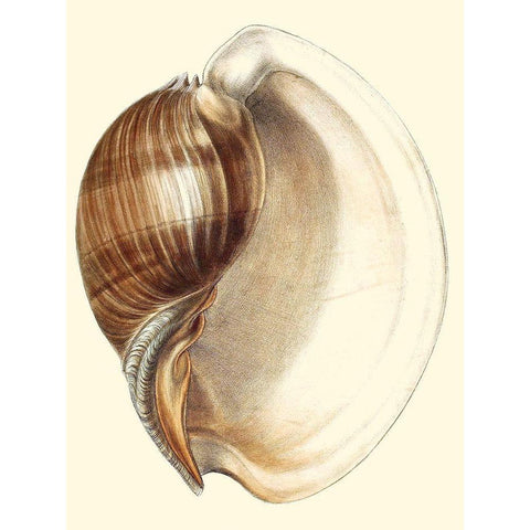 Splendid Shells III Black Modern Wood Framed Art Print with Double Matting by Vision Studio