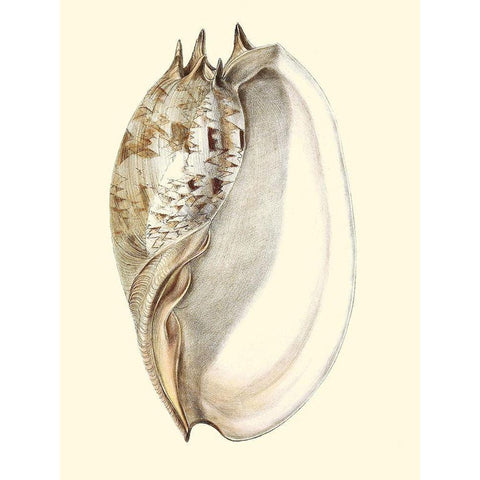 Splendid Shells IV White Modern Wood Framed Art Print by Vision Studio