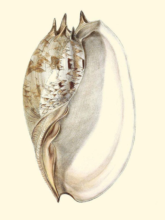 Image Only