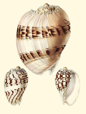 Splendid Shells V Black Ornate Wood Framed Art Print with Double Matting by Vision Studio