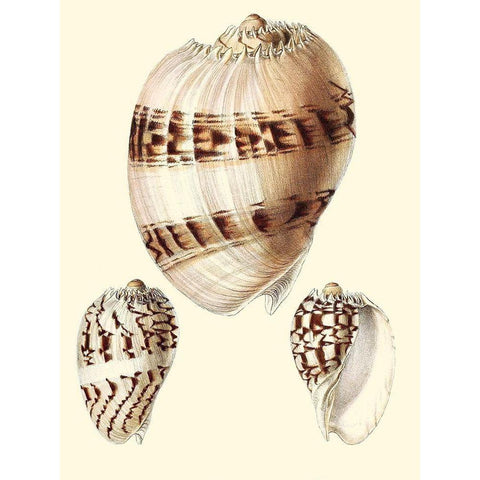 Splendid Shells V Black Modern Wood Framed Art Print with Double Matting by Vision Studio