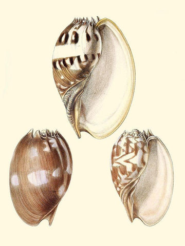 Splendid Shells VI Black Ornate Wood Framed Art Print with Double Matting by Vision Studio