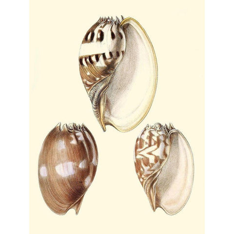 Splendid Shells VI White Modern Wood Framed Art Print by Vision Studio