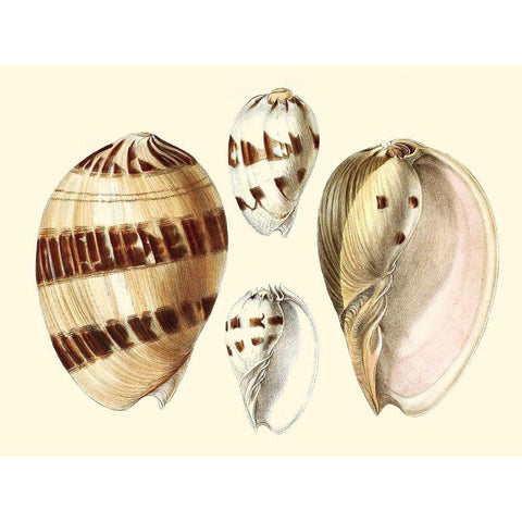 Splendid Shells VII White Modern Wood Framed Art Print by Vision Studio