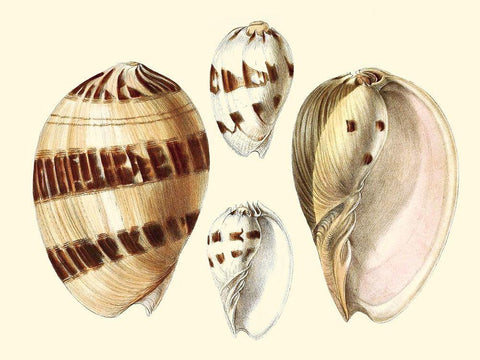 Splendid Shells VII Black Ornate Wood Framed Art Print with Double Matting by Vision Studio