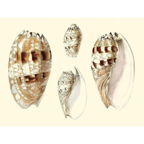 Splendid Shells VIII Gold Ornate Wood Framed Art Print with Double Matting by Vision Studio