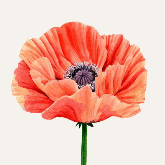 Image Only