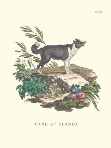 French Dogs II White Modern Wood Framed Art Print with Double Matting by Unknown