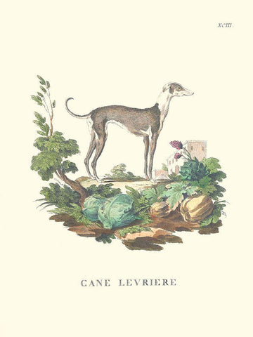 French Dogs III White Modern Wood Framed Art Print with Double Matting by Unknown