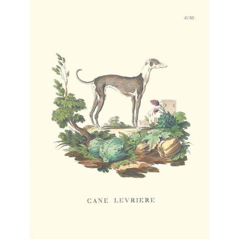 French Dogs III Black Modern Wood Framed Art Print by Unknown