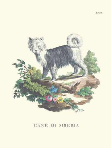 French Dogs IV Black Ornate Wood Framed Art Print with Double Matting by Unknown