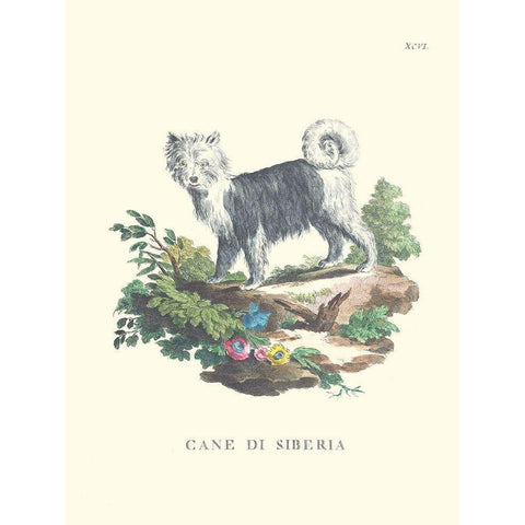 French Dogs IV White Modern Wood Framed Art Print by Unknown