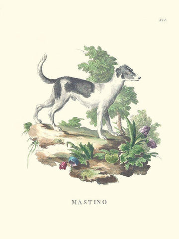 French Dogs VI Black Ornate Wood Framed Art Print with Double Matting by Unknown