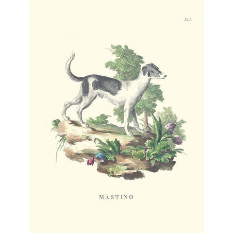 French Dogs VI Black Modern Wood Framed Art Print with Double Matting by Unknown