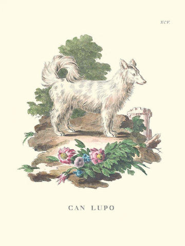 French Dogs VII White Modern Wood Framed Art Print with Double Matting by Unknown