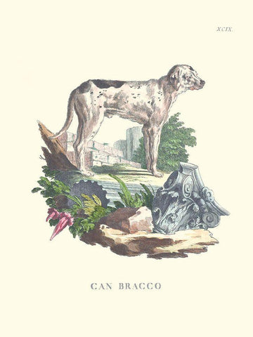 French Dogs VIII White Modern Wood Framed Art Print with Double Matting by Unknown