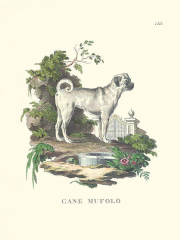 French Dogs X White Modern Wood Framed Art Print with Double Matting by Unknown