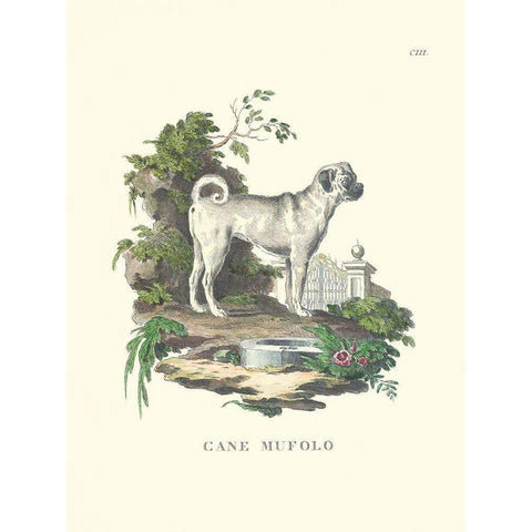 French Dogs X White Modern Wood Framed Art Print by Unknown