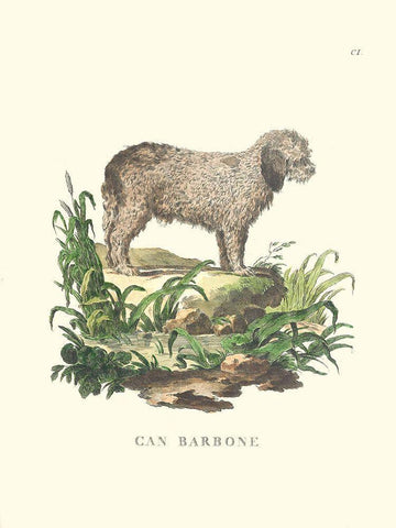 French Dogs XII Black Ornate Wood Framed Art Print with Double Matting by Unknown