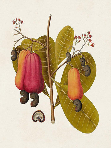 Exotic Botanicals I White Modern Wood Framed Art Print with Double Matting by Unknown