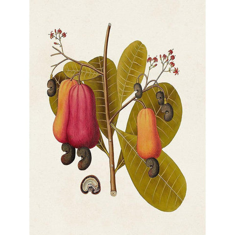 Exotic Botanicals I Gold Ornate Wood Framed Art Print with Double Matting by Unknown