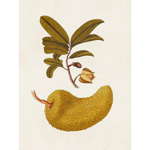 Exotic Botanicals II Gold Ornate Wood Framed Art Print with Double Matting by Unknown