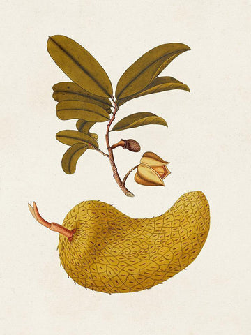 Exotic Botanicals II White Modern Wood Framed Art Print with Double Matting by Unknown