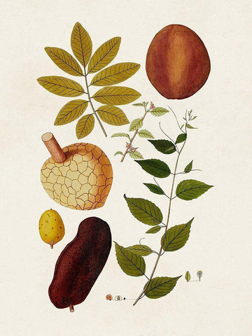 Exotic Botanicals III Black Ornate Wood Framed Art Print with Double Matting by Unknown